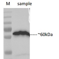 N-YFP | N-terminal of YFP in the group Tag Antibodies / GFP/YFP/RFP/CFP at Agrisera AB (Antibodies for research) (AS11 1776)